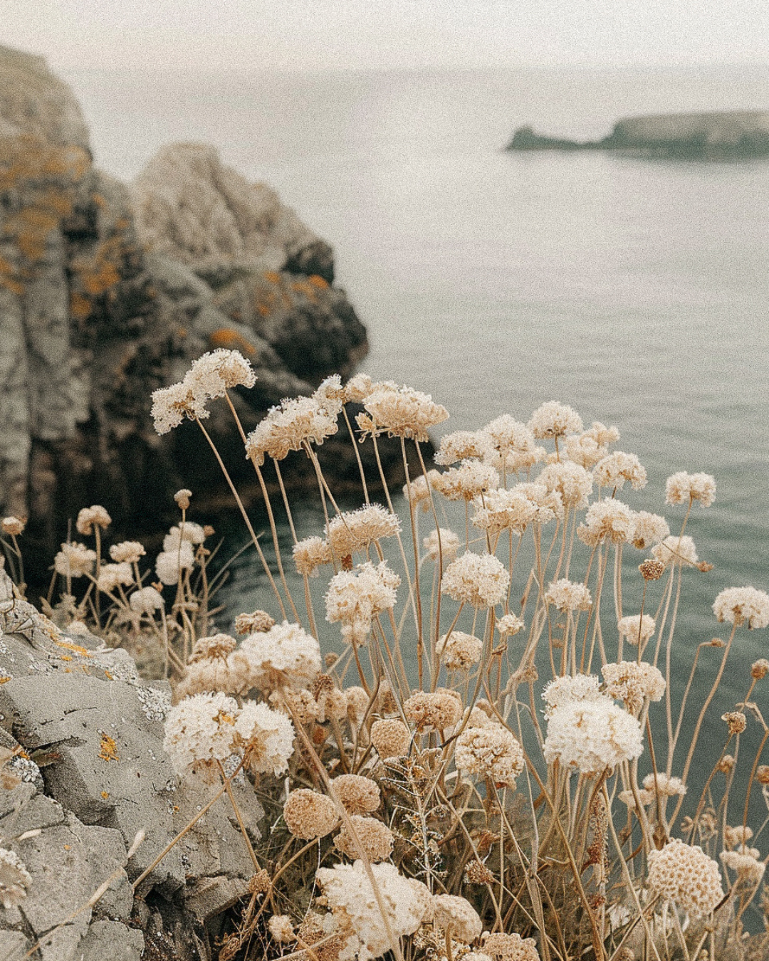 Coastal scene with beige dried flowers on tall stems growing among gray rocks by calm sea cliffs.